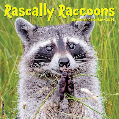 2024 Willow Creek Rascally Raccoons 12 x 12 Monthly Wall Calendar, Multicolor (35092)