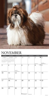 2024 Willow Creek Just Shih Tzus 12" x 12" Monthly Wall Calendar, Multicolor (35368)
