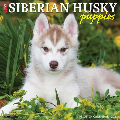2024 Willow Creek Just Siberian Husky Puppies 12 x 12 Monthly Wall Calendar, Multicolor (35399)
