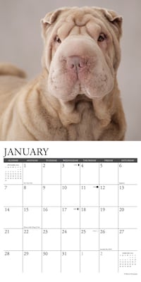 2024 Willow Creek Just Shar-Peis 12" x 12" Monthly Wall Calendar, Multicolor (35290)