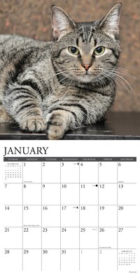 2024 Willow Creek Just Tabby Cats 12" x 12" Monthly Wall Calendar, Multicolor (35559)