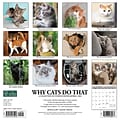 2024 Willow Creek Why Cats Do That 12 x 12 Monthly Wall Calendar, Multicolor (35948)