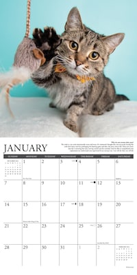 2024 Willow Creek Why Cats Do That 12" x 12" Monthly Wall Calendar, Multicolor (35948)