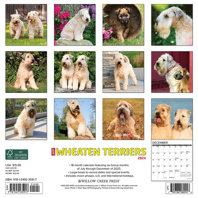 2024 Willow Creek Just Wheaton Terriers 12 x 12 Monthly Wall Calendar, Multicolor (35917)