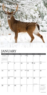 2024 Willow Creek Seasons of the Whitetail Deer 12" x 12" Monthly Wall Calendar, Multicolor (35283)