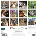 2024 Willow Creek Just Tabby Cats 12 x 12 Monthly Wall Calendar, Multicolor (35559)