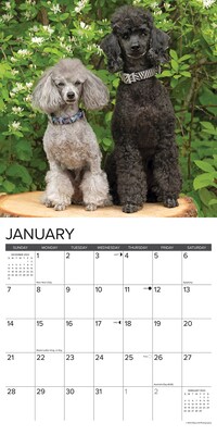 2024 Willow Creek Just Toy and Miniature Poodles 12" x 12" Monthly Wall Calendar, Multicolor (35634)