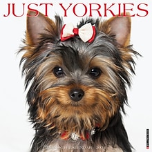 2024 Willow Creek Just Yorkies 12 x 12 Monthly Wall Calendar, Multicolor (36051)
