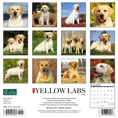 2024 Willow Creek Just Yellow Labs 12" x 12" Monthly Wall Calendar, Multicolor (36037)