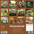 2024 Willow Creek Mushrooms (The Art of the) 12 x 12 Monthly Wall Calendar, Multicolor (37447)