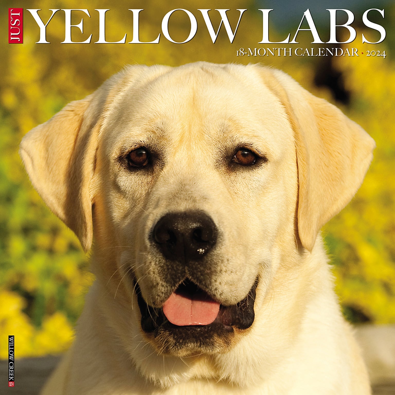 2024 Willow Creek Just Yellow Labs 12 x 12 Monthly Wall Calendar, Multicolor (36037)