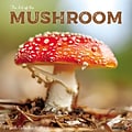 2024 Willow Creek Mushrooms (The Art of the) 12 x 12 Monthly Wall Calendar, Multicolor (37447)
