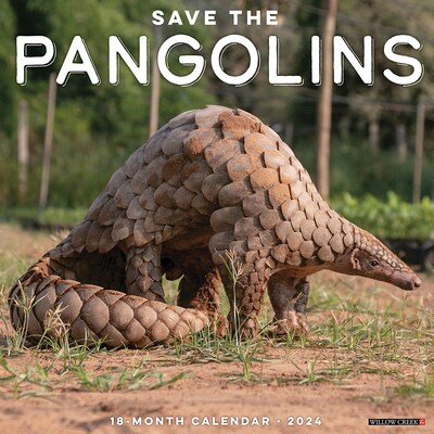 2024 Willow Creek Pangolins (Save the) 12 x 12 Monthly Wall Calendar, Multicolor (37478)