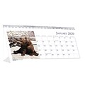 House of Doolittle 2020 Monthly Desktop Tent Calendar 8-1/2 x 4-1/2 Earthscapes Wildlife  (HOD3689)