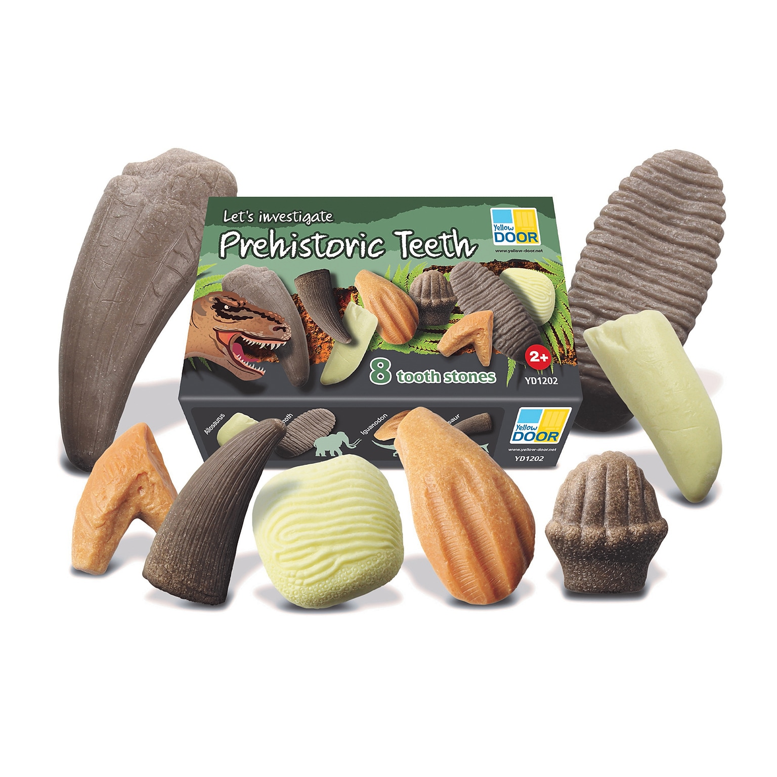 Yellow Door Lets Investigate Prehistoric Teeth, 8/Set (YUS1202)