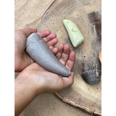 Yellow Door Let's Investigate Prehistoric Teeth, 8/Set (YUS1202)