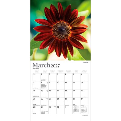 2027 BrownTrout Sunflowers 7" x 7" Monthly Wall Calendar (9798330714964)