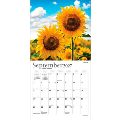 2027 BrownTrout Sunflowers 7" x 7" Monthly Wall Calendar (9798330714964)