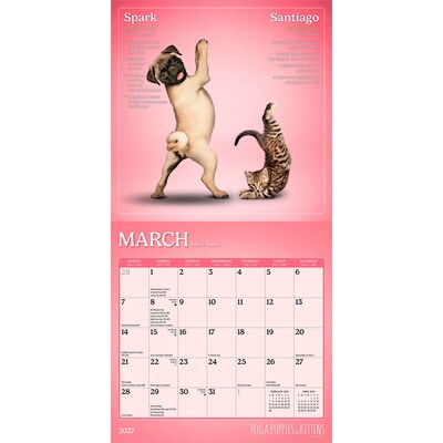 2027 BrownTrout Yoga Puppies & Kittens Together 7" x 7" Monthly Wall Calendar (9798330713561)