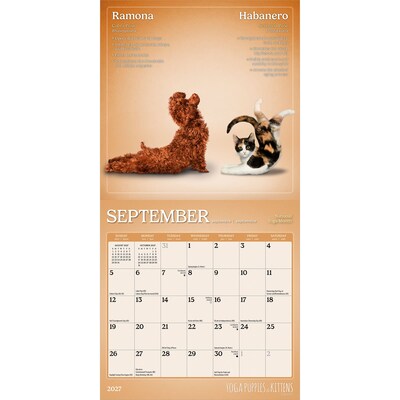 2027 BrownTrout Yoga Puppies & Kittens Together 7" x 7" Monthly Wall Calendar (9798330713561)