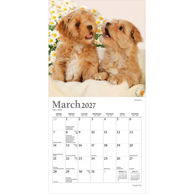 2027 BrownTrout Puppy Pals 7" x 7" Monthly Wall Calendar (9798330713820)