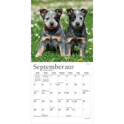2027 BrownTrout Puppy Pals 7" x 7" Monthly Wall Calendar (9798330713820)