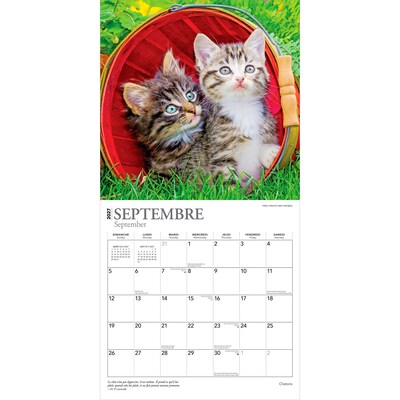 2027 BrownTrout Chatons 12" x 12" Monthly Wall Calendar (9798330715046)