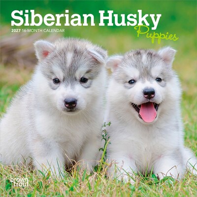 2027 BrownTrout Siberian Husky Puppies 7 x 7 Monthly Wall Calendar (9798330710096)