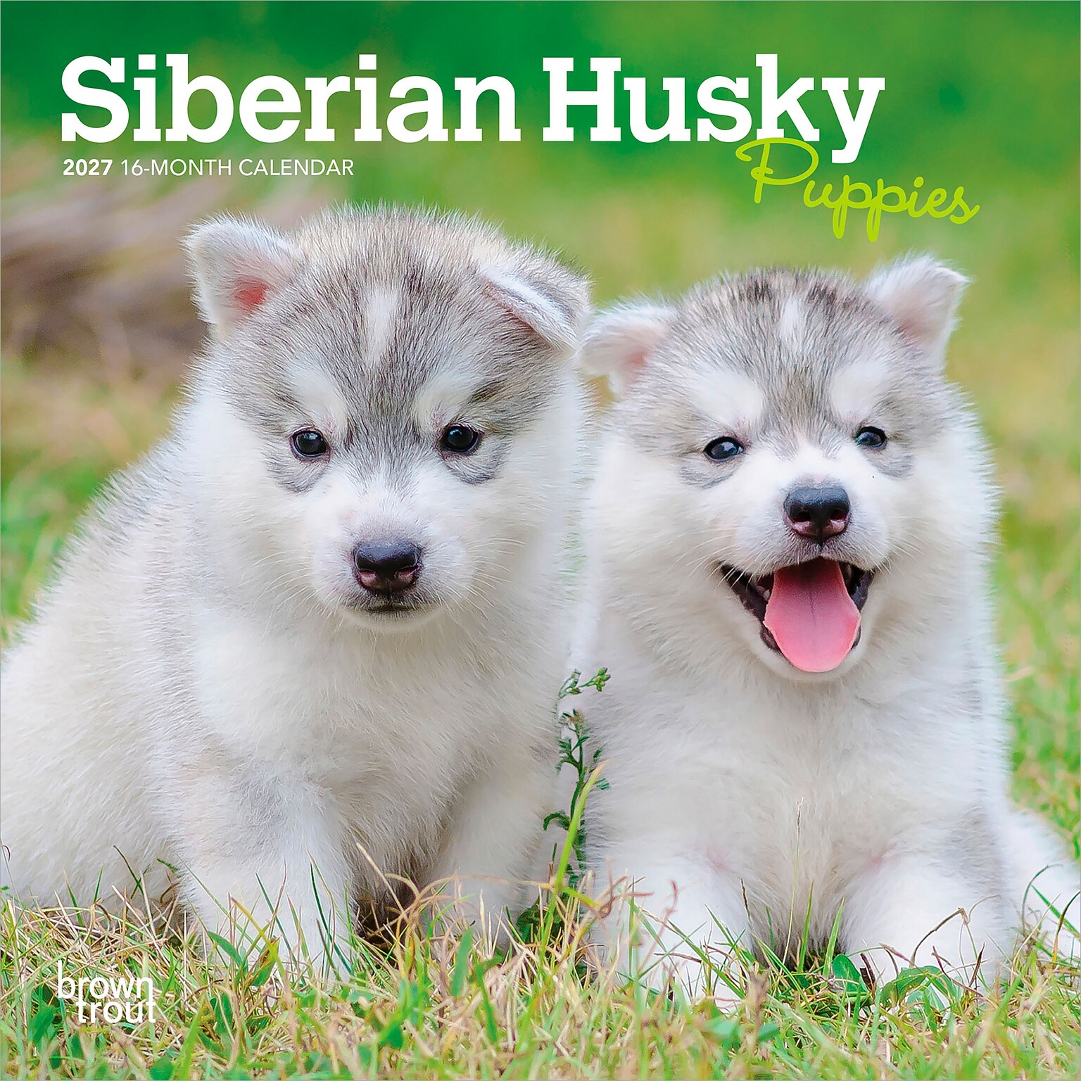 2027 BrownTrout Siberian Husky Puppies 7 x 7 Monthly Wall Calendar (9798330710096)