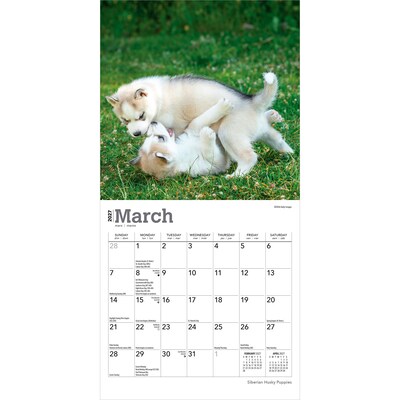 2027 BrownTrout Siberian Husky Puppies 7" x 7" Monthly Wall Calendar (9798330710096)