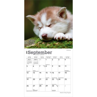 2027 BrownTrout Siberian Husky Puppies 7" x 7" Monthly Wall Calendar (9798330710096)