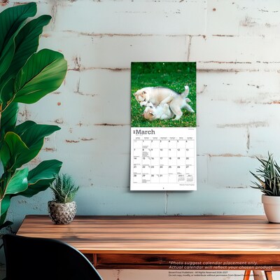 2027 BrownTrout Siberian Husky Puppies 7" x 7" Monthly Wall Calendar (9798330710096)