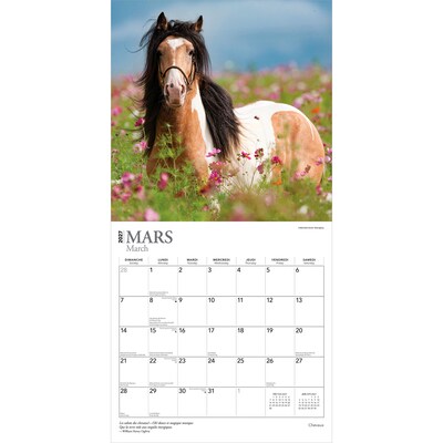 2027 BrownTrout Chevaux 12" x 12" Monthly Wall Calendar (9798330715077)