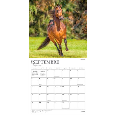 2027 BrownTrout Chevaux 12" x 12" Monthly Wall Calendar (9798330715077)