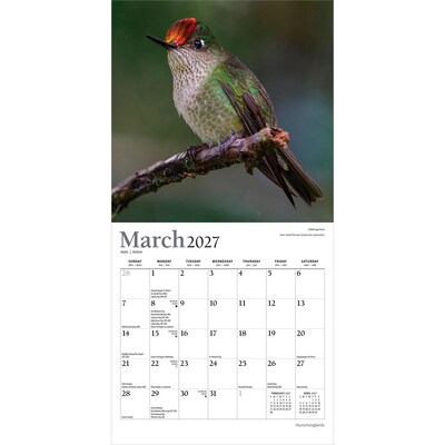 2027 BrownTrout Hummingbirds 7" x 7" Monthly Wall Calendar (9798330713677)