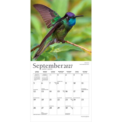 2027 BrownTrout Hummingbirds 7" x 7" Monthly Wall Calendar (9798330713677)
