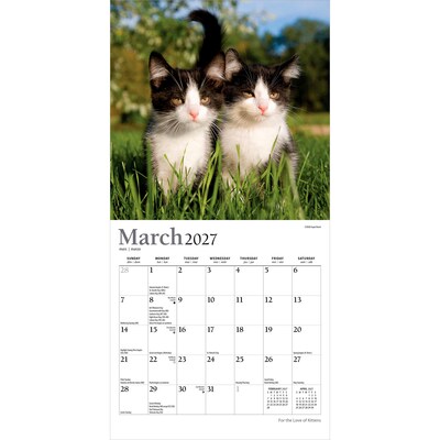 2027 BrownTrout For the Love of Kittens 7" x 7" Monthly Wall Calendar (9798330713745)
