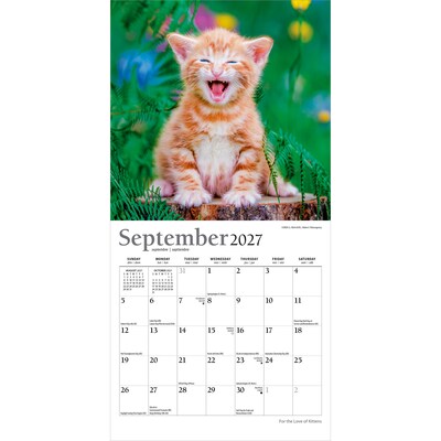 2027 BrownTrout For the Love of Kittens 7" x 7" Monthly Wall Calendar (9798330713745)