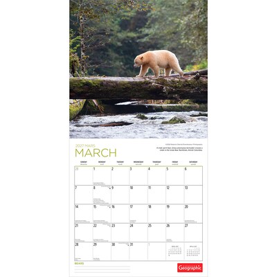 2027 BrownTrout Canadian Geographic Bears 12" x 12" Monthly Wall Calendar (9781525617942)