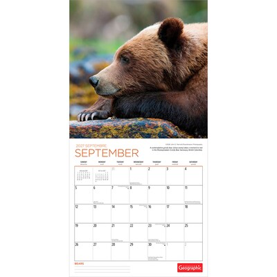 2027 BrownTrout Canadian Geographic Bears 12" x 12" Monthly Wall Calendar (9781525617942)