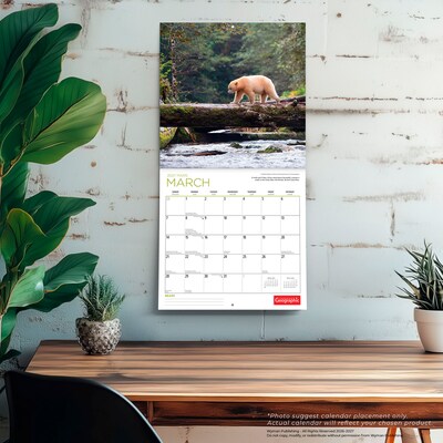 2027 BrownTrout Canadian Geographic Bears 12" x 12" Monthly Wall Calendar (9781525617942)