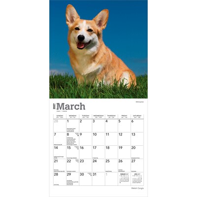 2027 BrownTrout Welsh Corgis 7" x 7" Monthly Wall Calendar (9798330710102)