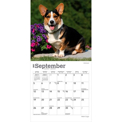 2027 BrownTrout Welsh Corgis 7" x 7" Monthly Wall Calendar (9798330710102)