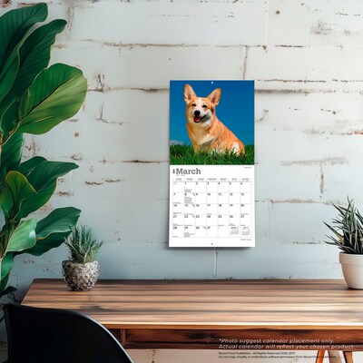 2027 BrownTrout Welsh Corgis 7" x 7" Monthly Wall Calendar (9798330710102)