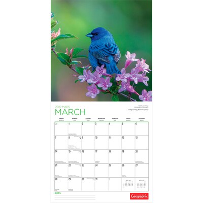 2027 BrownTrout Canadian Geographic Birds 12" x 12" Monthly Wall Calendar (9781525617195)
