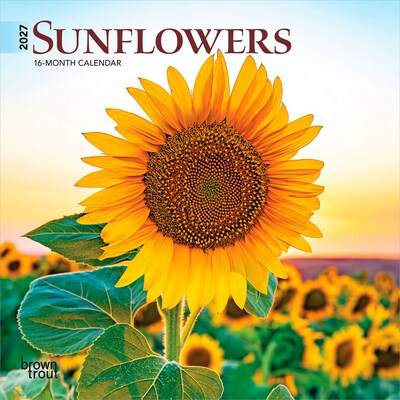 2027 BrownTrout Sunflowers 7 x 7 Monthly Wall Calendar (9798330709601)