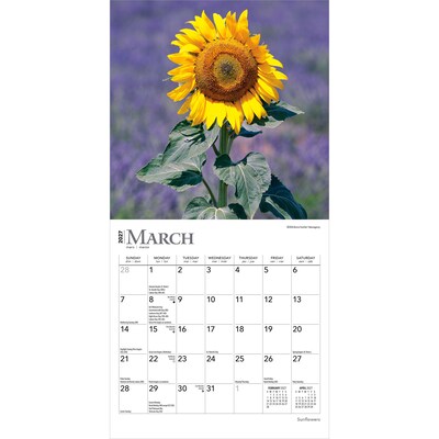 2027 BrownTrout Sunflowers 7" x 7" Monthly Wall Calendar (9798330709601)