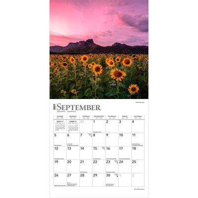 2027 BrownTrout Sunflowers 7" x 7" Monthly Wall Calendar (9798330709601)