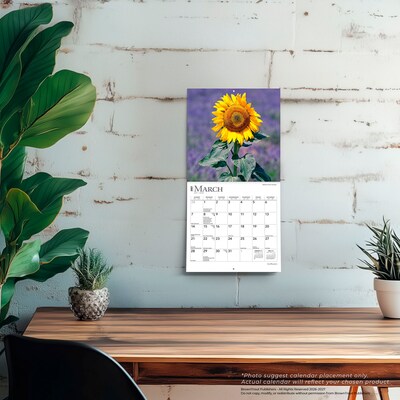2027 BrownTrout Sunflowers 7" x 7" Monthly Wall Calendar (9798330709601)