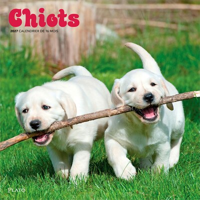 2027 BrownTrout Chiots 12 x 12 Monthly Wall Calendar (9798330715091)